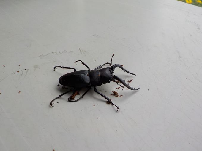 クワガタ
