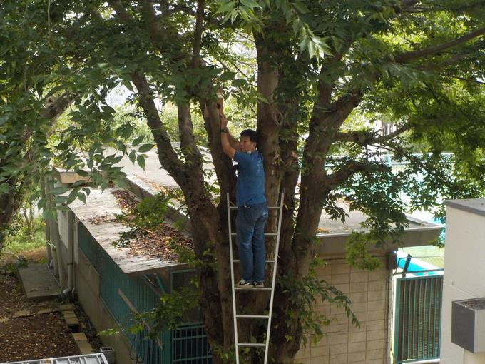 巣箱設置中