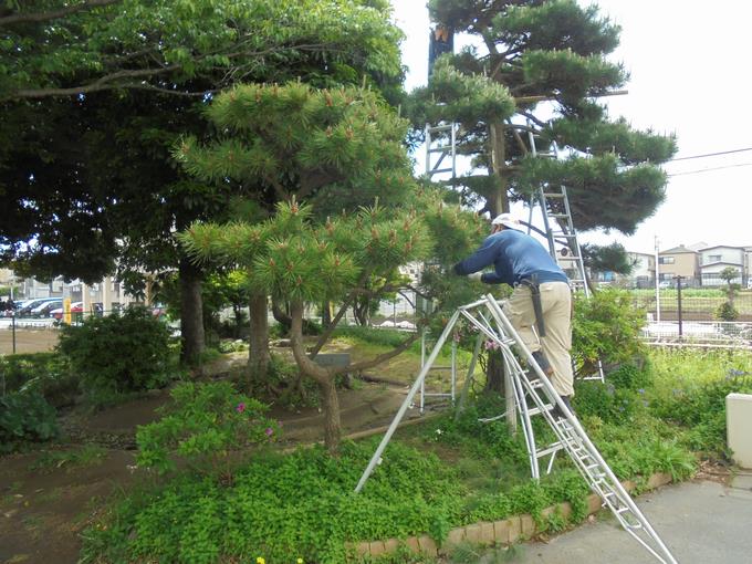 松の剪定