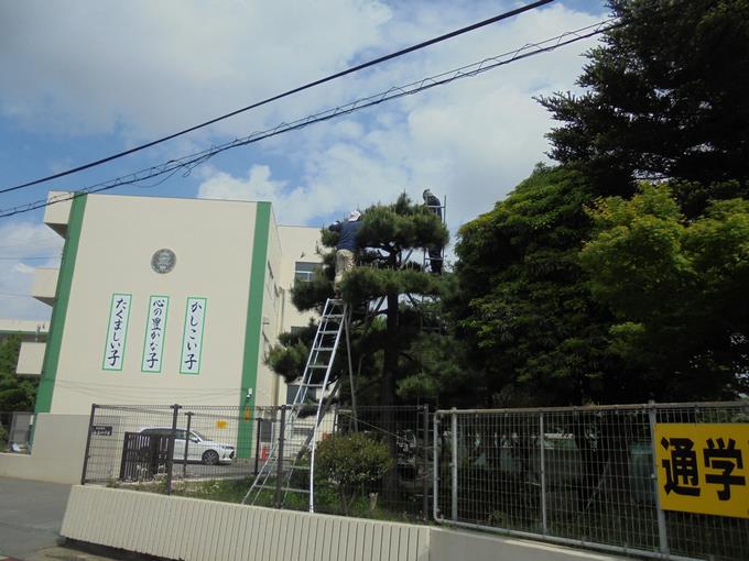 松の剪定