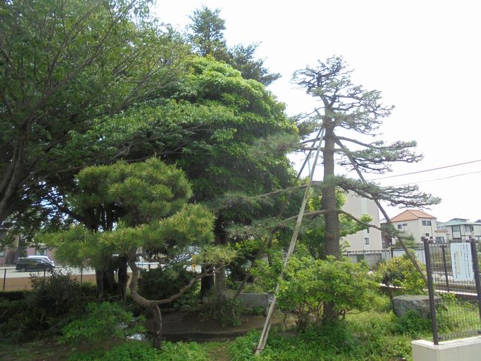 松の剪定