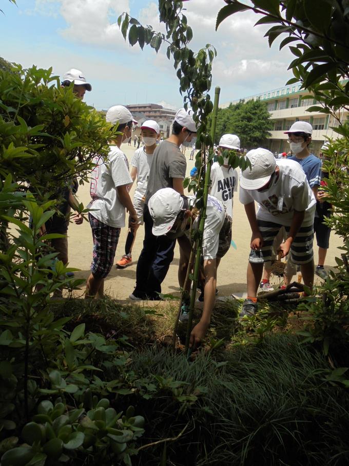 植樹