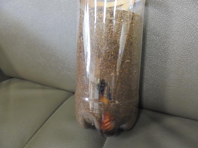 カブトムシのさなぎ