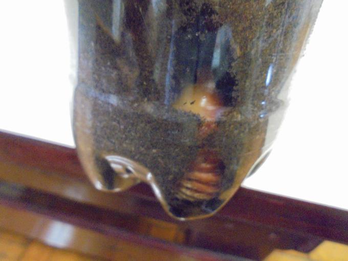 カブトムシのさなぎ