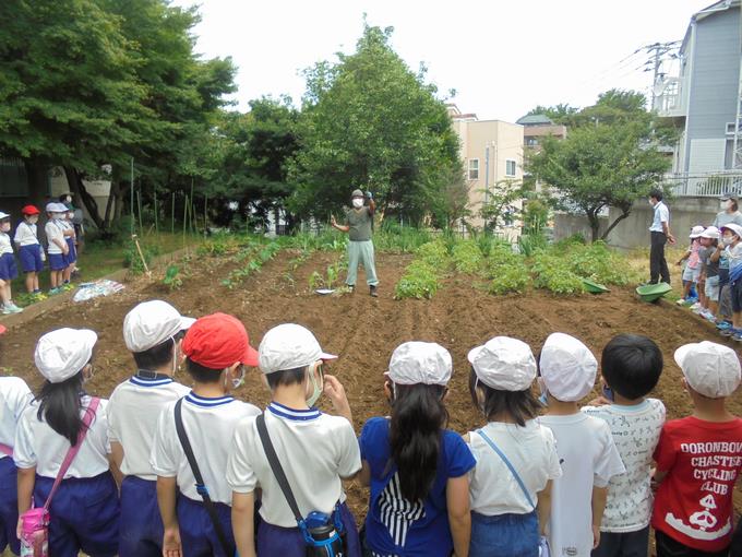苗植え