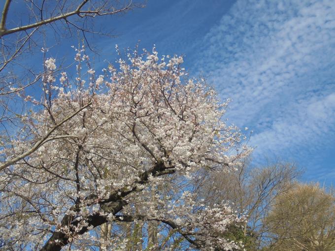 飯山満小の桜