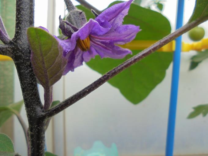 2年ナスの花
