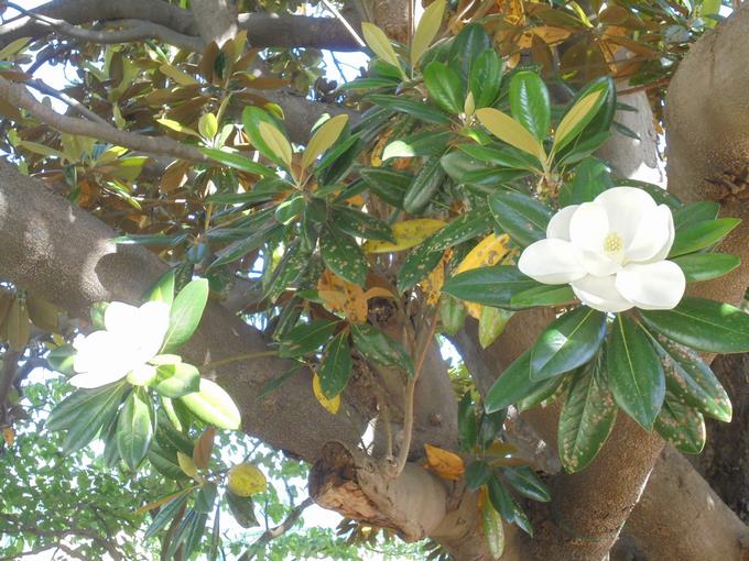 タイサンボクの花