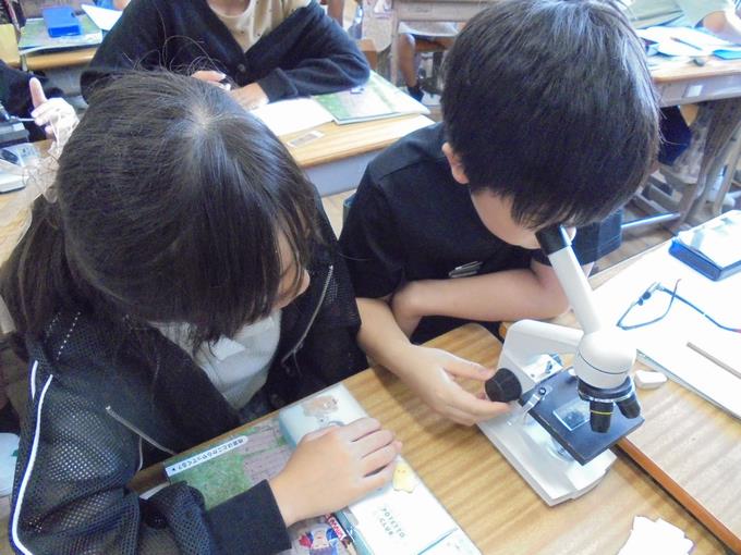 5年顕微鏡で花粉の観察