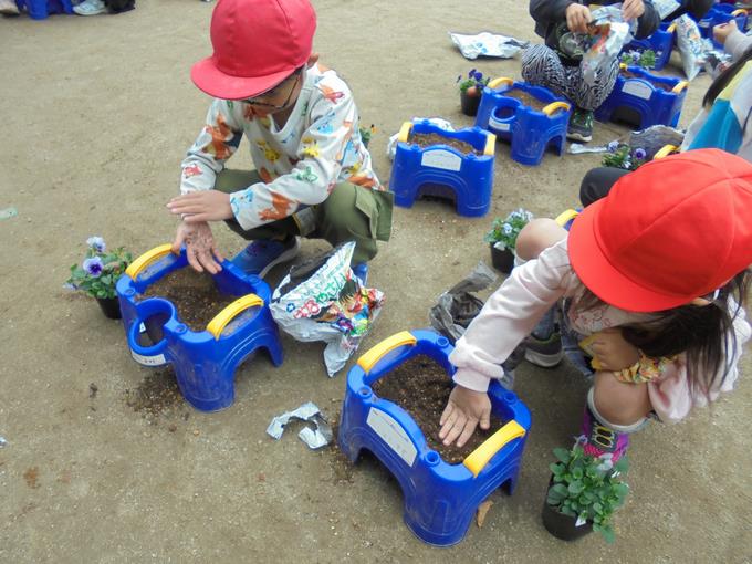 １年ビオラの苗植え