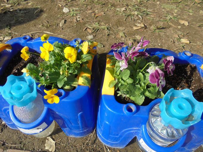 1年生が植えたビオラ