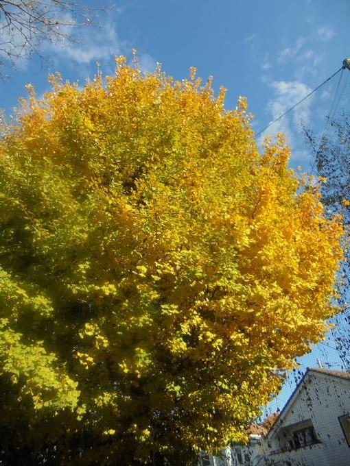 飯山満小のイチョウ
