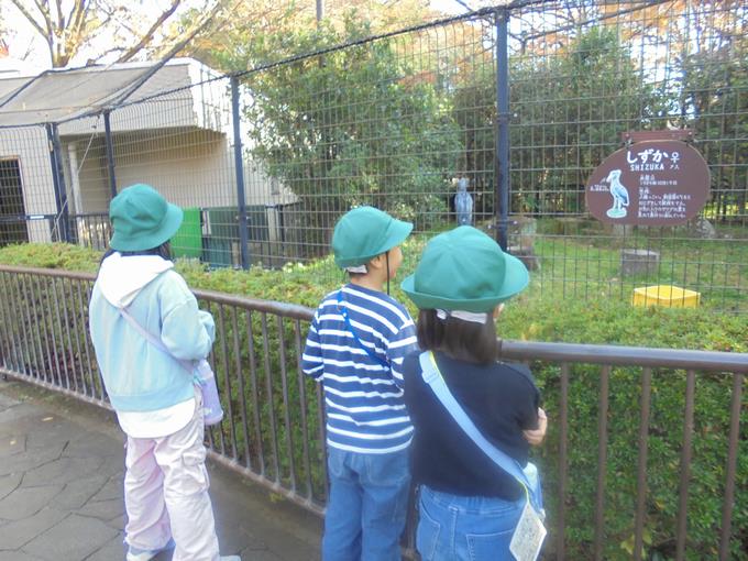 ハシビロコウが動いた！