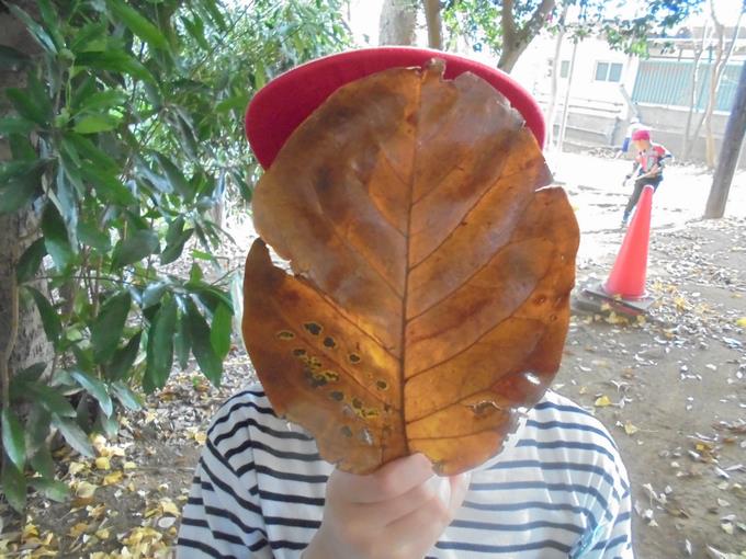 大きな落ち葉にビックリ