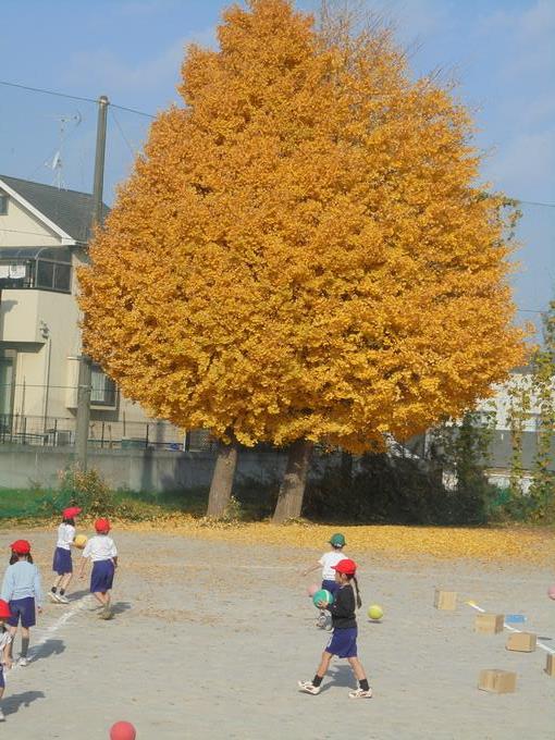 イチョウの木と子供たち