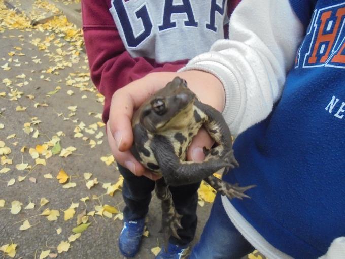 眠そうなカエルを見つけたよ