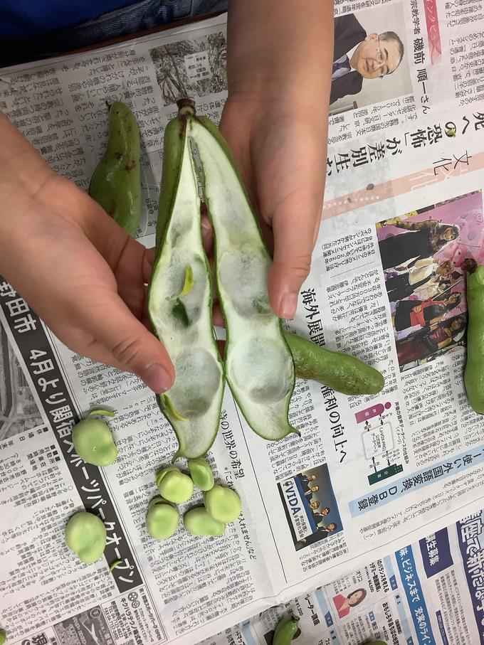 2年そらまめのさやむき