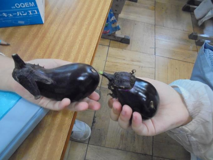 2年茄子の収穫バンザーイ
