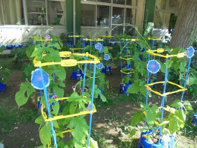 1年朝顔の花盛り