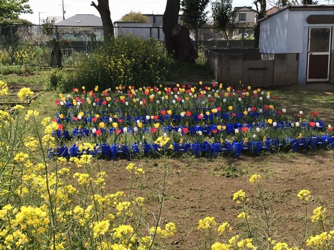 菜の花とチューリップ