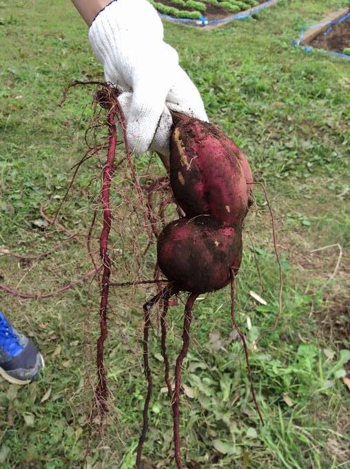 大きいさつまいもです。