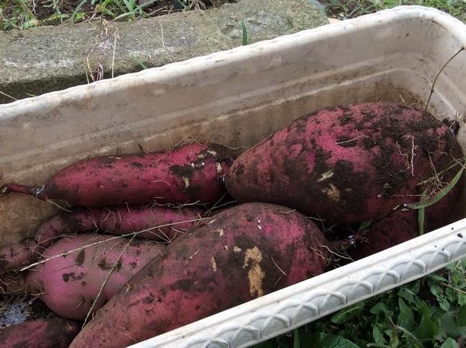 たくさん掘れました！