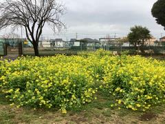 中庭の菜の花