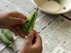 グリンピースのさや