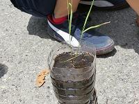 田植え