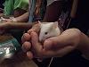 動物ふれあい体験