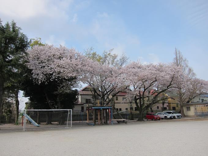 満開の桜