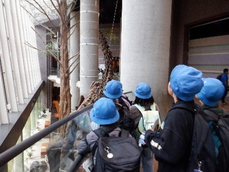 メタセコイアの展示もありました