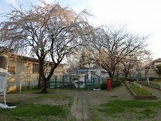 020323sakurasakura