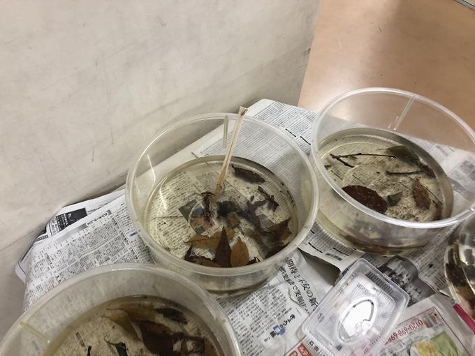 やご1