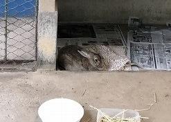 うさぎ1