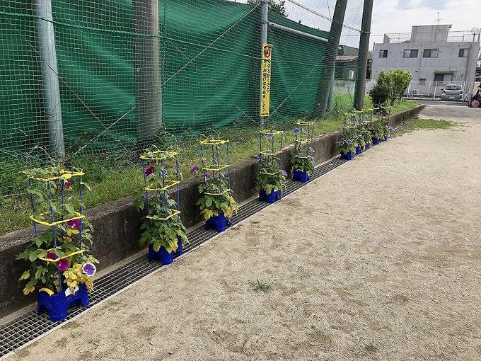 あさがお1