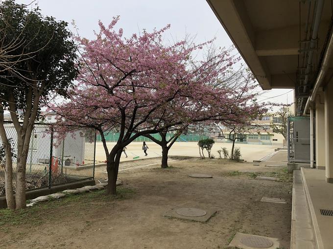 河津桜