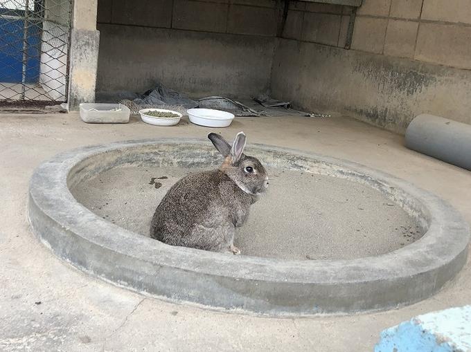 カカオ