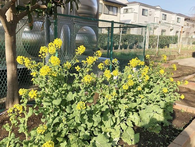 菜の花