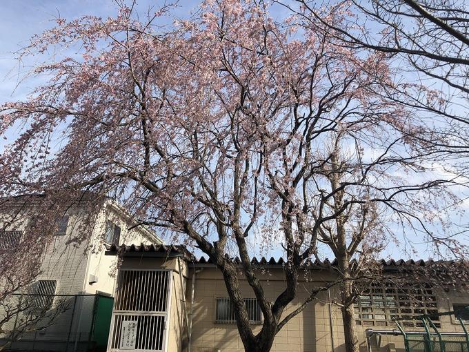 枝垂れ桜