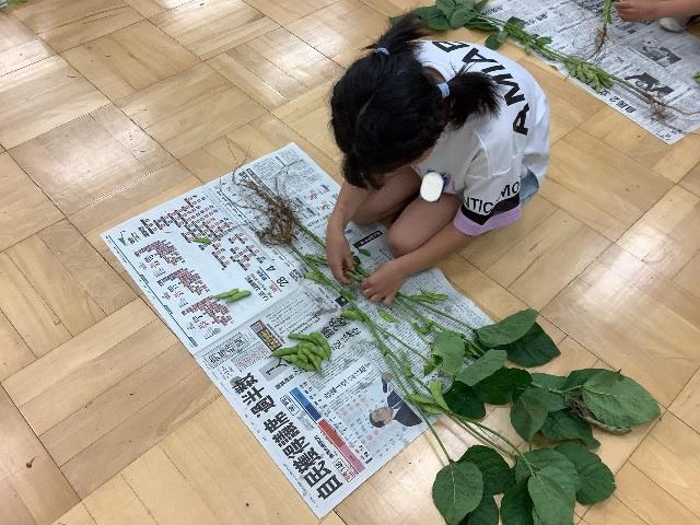 枝豆もぎ