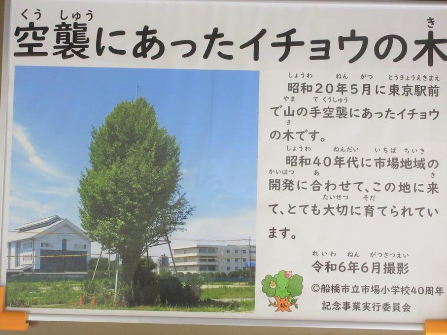 イチョウの木