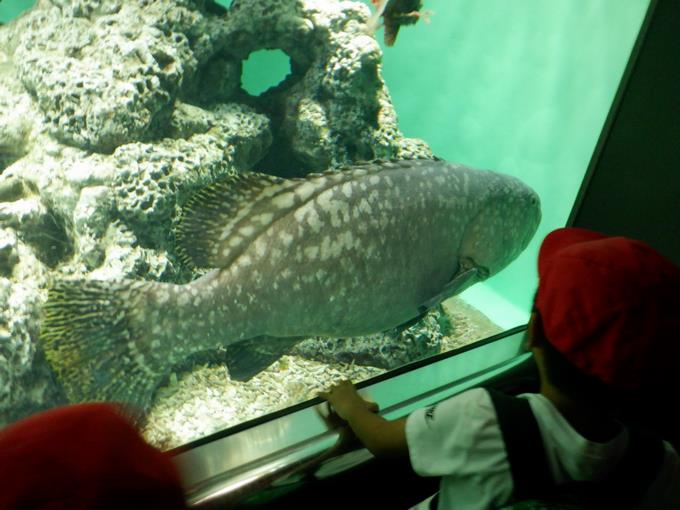大きな魚も見ました