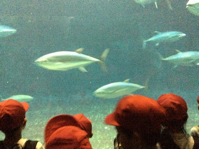 マグロの水槽