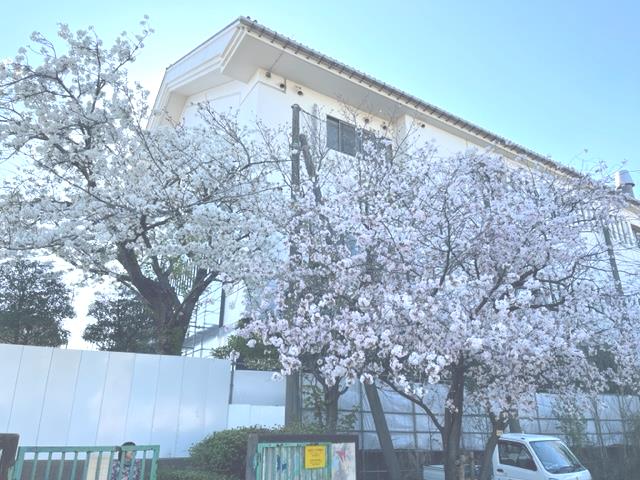 正門の桜
