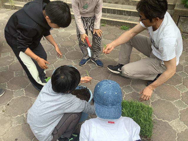 苗植え