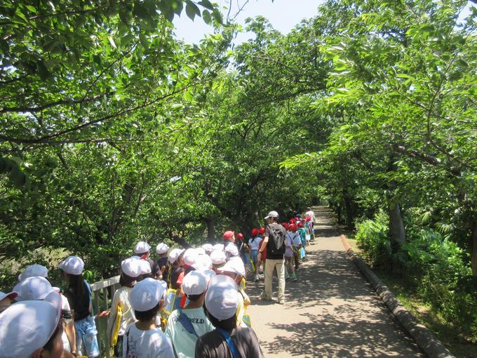 海老川沿いの桜並木