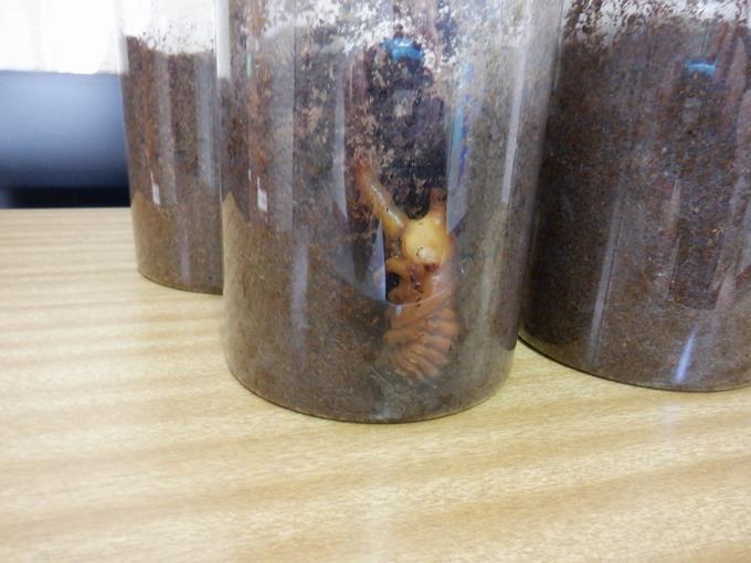 もうカブトムシの形になっています。