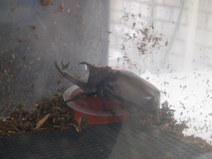 食事中