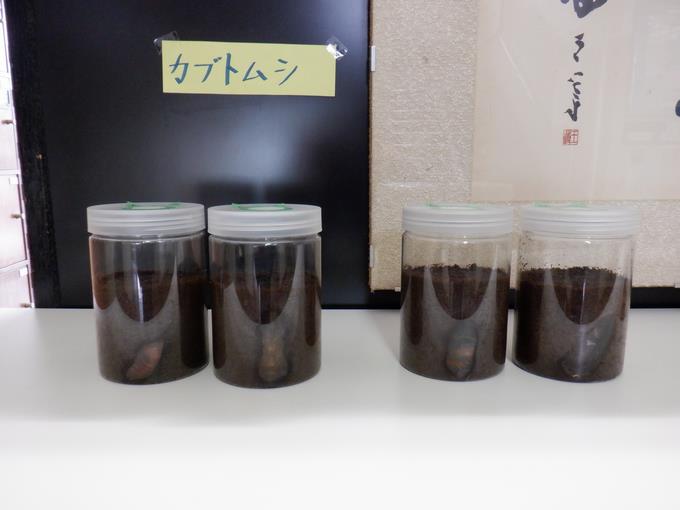 カブトムシ